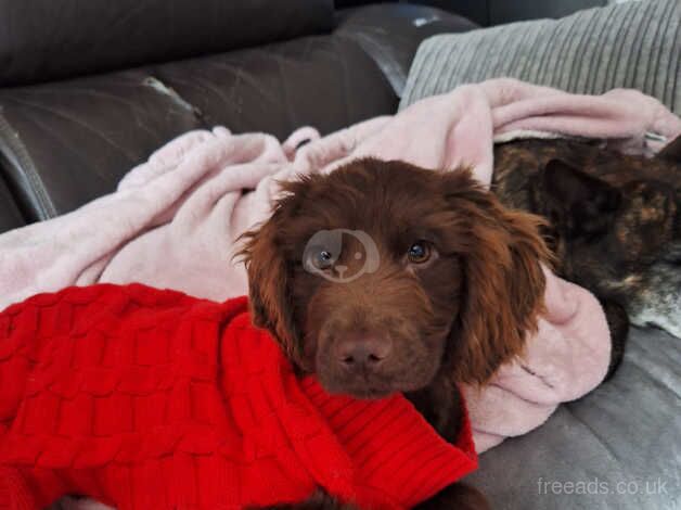 Cocker Spaniel Puppies for sale