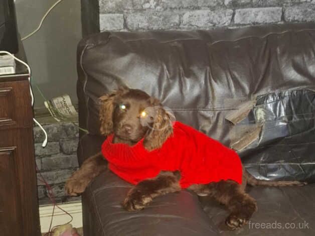 Handsome 3 month old cocker spaniel boy for sale in Camberley, Surrey - Image 5