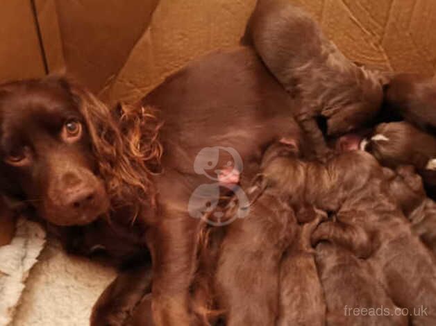 Handsome 4 month old cocker spaniel boy for sale in Camberley, Surrey - Image 2