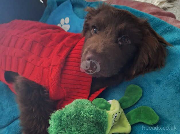 Handsome 4 month old cocker spaniel boy for sale in Camberley, Surrey - Image 3