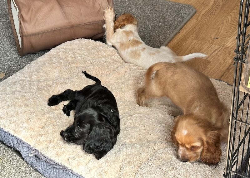 Cocker Spaniels for sale in Ely, Cambridgeshire