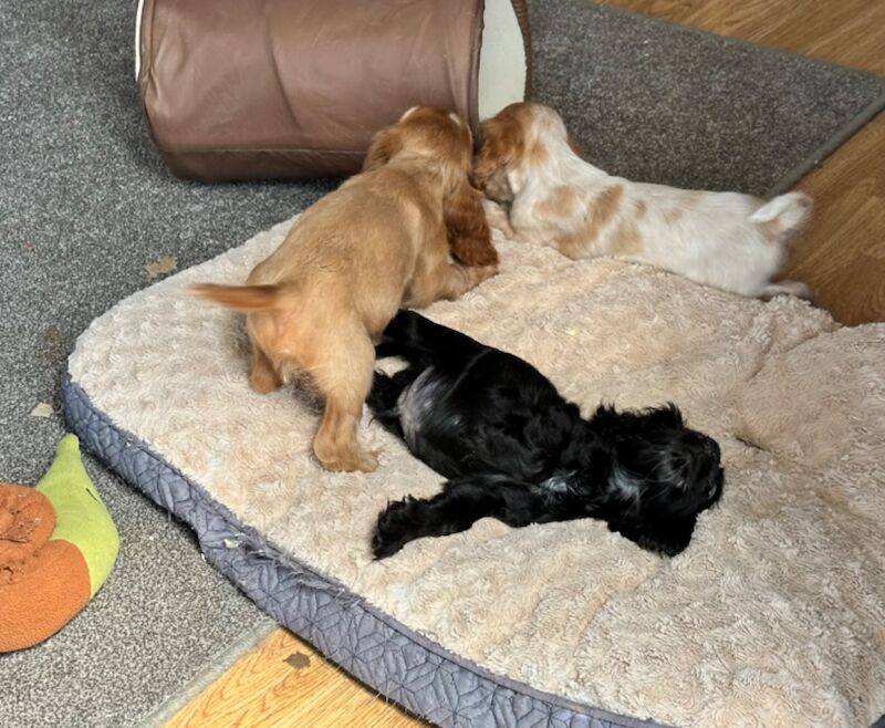 KC Registered Cocker Spaniel Puppies for sale in Cambridgeshire