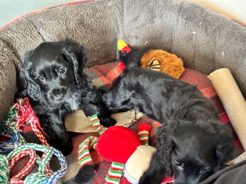 Cocker Spaniel Puppies for sale