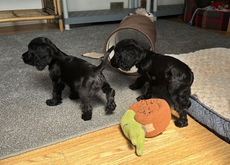 Handsome boys for sale in Ely, Cambridgeshire - Image 5