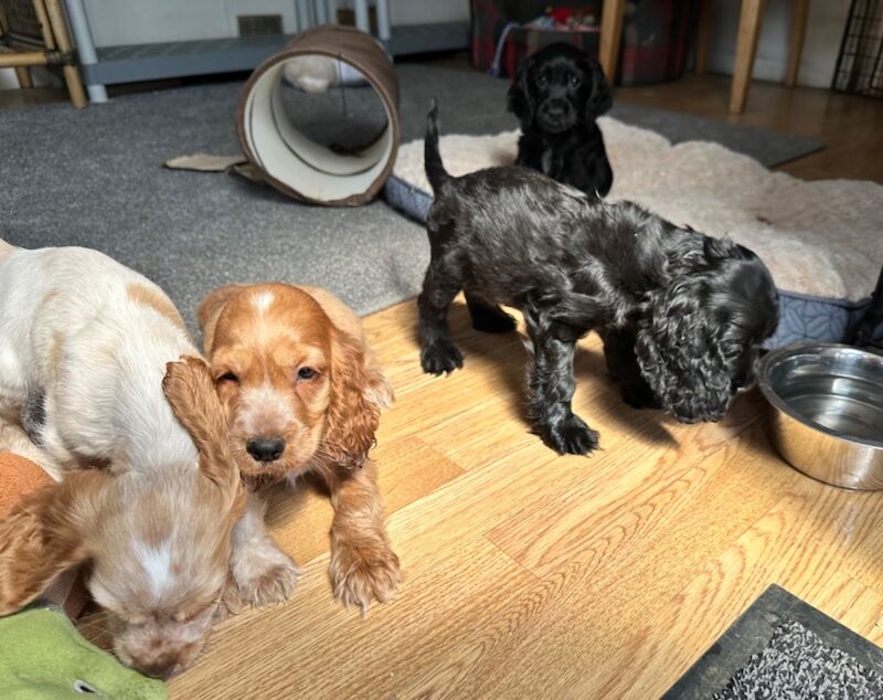 Handsome boys for sale in Ely, Cambridgeshire - Image 7