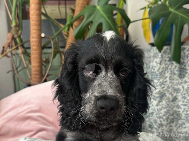 Happy cocker puppy for sale in Cardiff