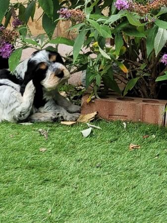 Heakth tested KC Registered Show Cocker Spaniel pups for sale in Birmingham, West Midlands - Image 1