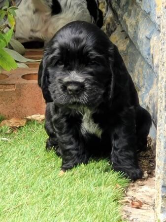 Heakth tested KC Registered Show Cocker Spaniel pups for sale in Birmingham, West Midlands - Image 2