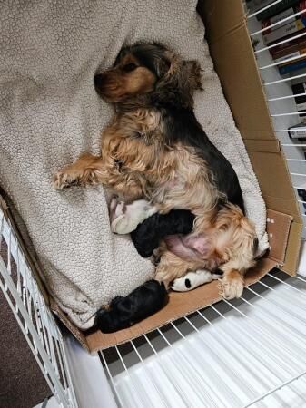 Heakth tested KC Registered Show Cocker Spaniel pups for sale in Birmingham, West Midlands - Image 4