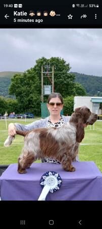 Heakth tested KC Registered Show Cocker Spaniel pups for sale in Birmingham, West Midlands - Image 5