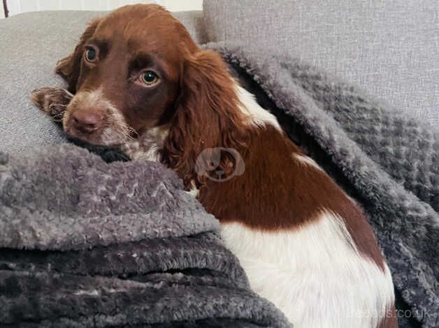 HEALTH CLEAR WORKING SPANIELS for sale in Beverley, East Riding of Yorkshire