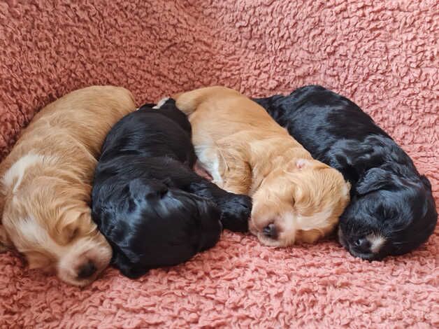 Health tested cocker spaniel pups for sale in Kent - Image 1