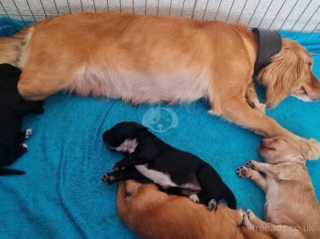 Health tested cocker spaniel pups for sale in Kent - Image 2