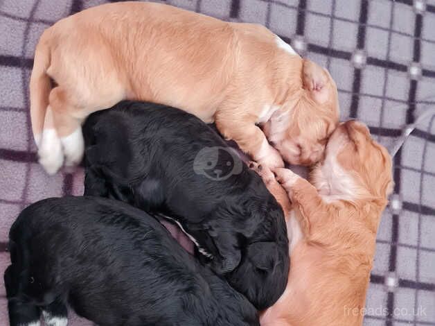 Health tested cocker spaniel pups for sale in Kent - Image 3