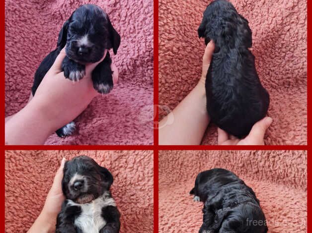 Health tested cocker spaniel pups for sale in Kent - Image 4