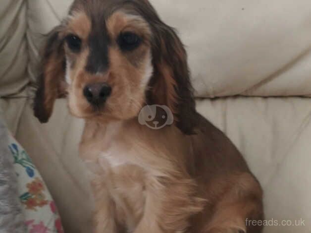 Health tested puppy for sale in Port Talbot, Neath Port Talbot - Image 1