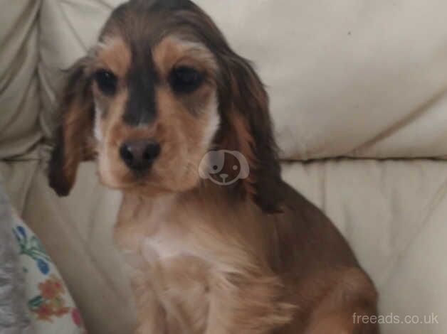 Health tested puppy for sale in Port Talbot, Neath Port Talbot - Image 2