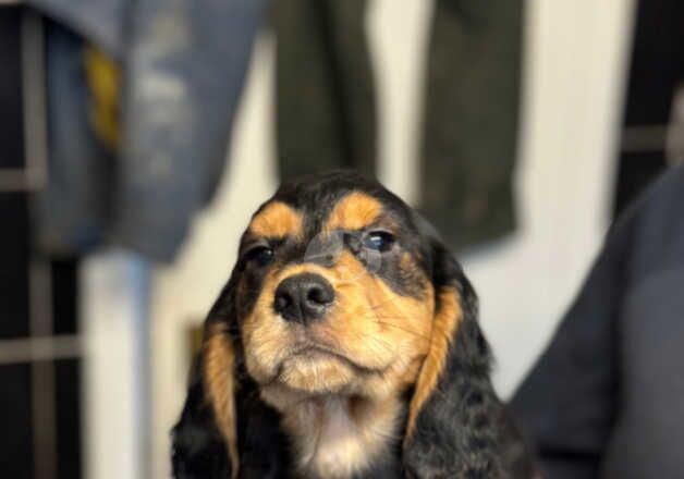 Hereditary Clear. Cocker Spaniel Pups for sale in Dalkeith, Midlothian