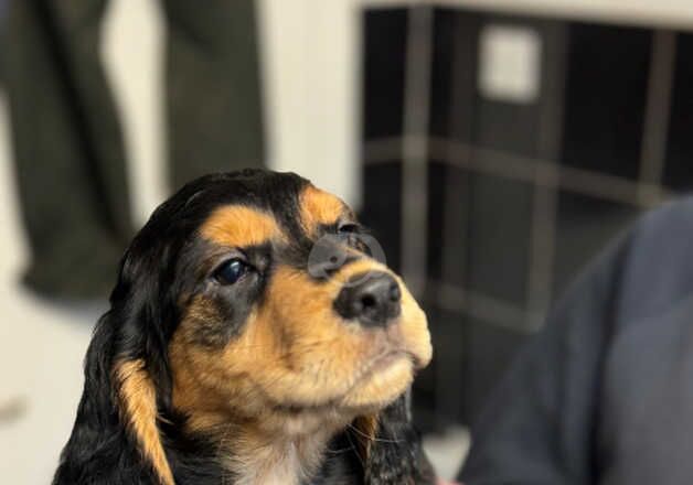 Hereditary Clear. Cocker Spaniel Pups for sale in Dalkeith, Midlothian - Image 2