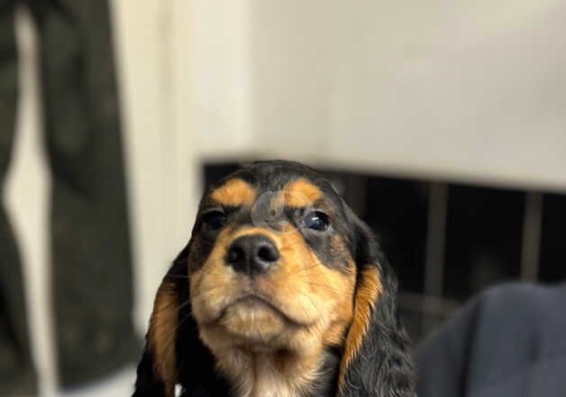 Hereditary Clear. Cocker Spaniel Pups for sale in Dalkeith, Midlothian - Image 3