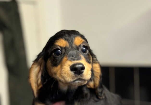 Cocker Spaniel Puppies for sale