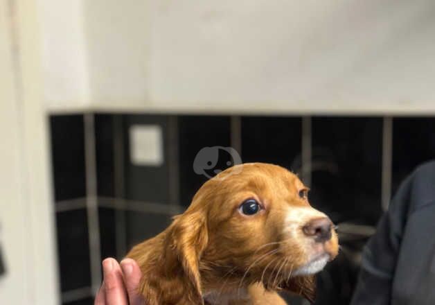 Hereditary Clear. Cocker Spaniel Pups for sale in Dalkeith, Midlothian - Image 5