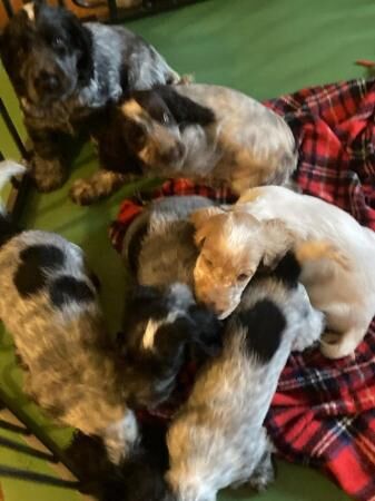 Hi we have 6 Beautiful CockerSpaniel puppies for sale in Immingham, Lincolnshire