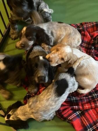 Hi we have 6 Beautiful CockerSpaniel puppies for sale in Immingham, Lincolnshire - Image 3