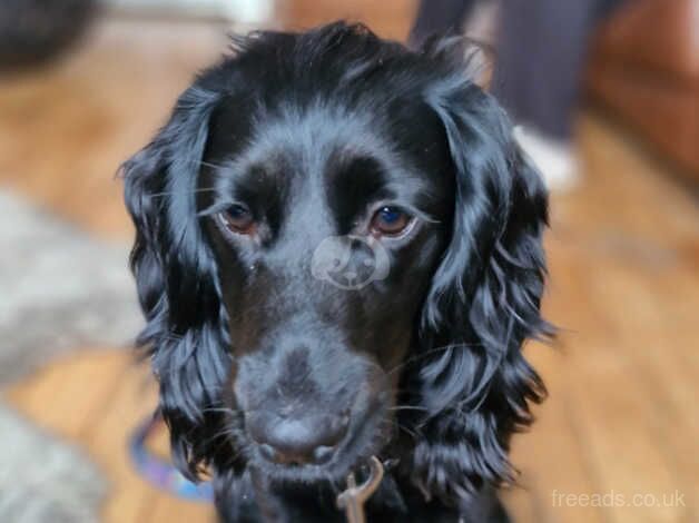 Indiana Bones for sale in Atherstone, Warwickshire - Image 3