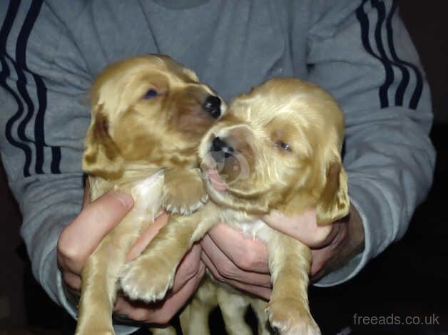 Irish kennel club registered cocker spaniels puppies for sale in Strabane, Strabane