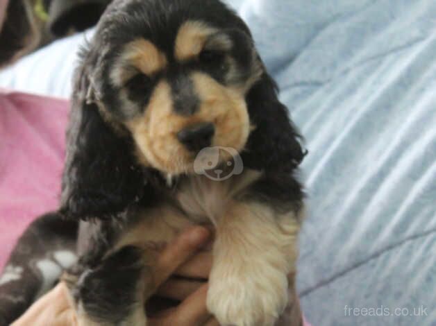 K C reg Show Cocker Spaniel 1 girl 1 boy available for sale in Carmarthen/Caerfyrddin, Carmarthenshire