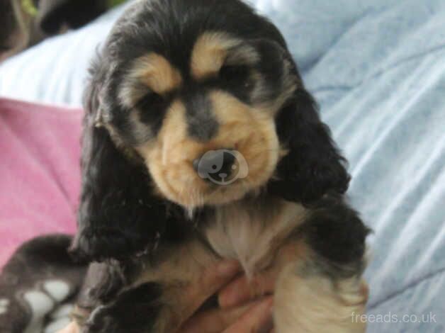 K C reg Show Cocker Spaniel 1 girl 1 boy available for sale in Carmarthen/Caerfyrddin, Carmarthenshire - Image 2