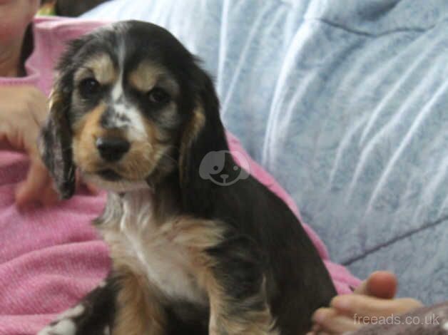 K C reg Show Cocker Spaniel 1 girl 1 boy available for sale in Carmarthen/Caerfyrddin, Carmarthenshire - Image 3