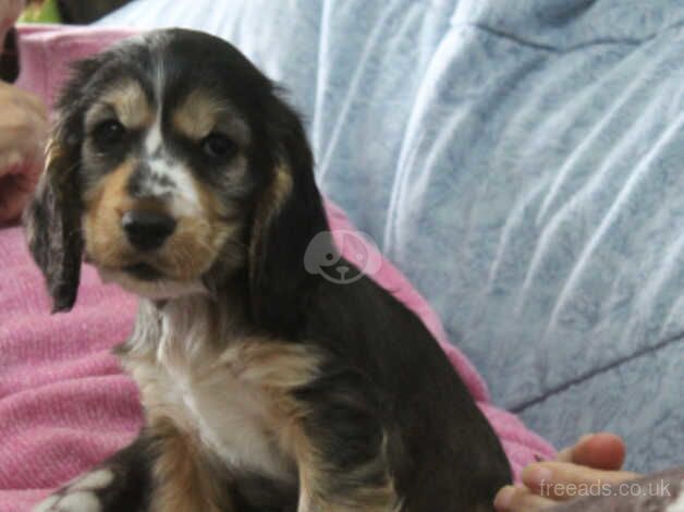 K C reg Show Cocker Spaniel 1 girl 1 boy available for sale in Carmarthen/Caerfyrddin, Carmarthenshire - Image 4