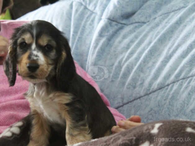 K C reg Show Cocker Spaniel 1 girl 1 boy available for sale in Carmarthen/Caerfyrddin, Carmarthenshire - Image 5