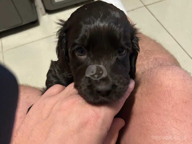 Kc cocker spaniel 1 left for sale in Swansea - Image 2