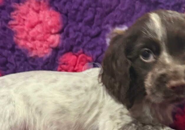 Kc cocker spaniel girl only 16 dna health tested clear for sale in Bradford, West Yorkshire - Image 4