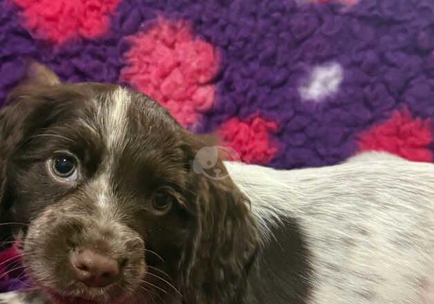 Kc cocker spaniel girl only 16 dna health tested clear for sale in Bradford, West Yorkshire