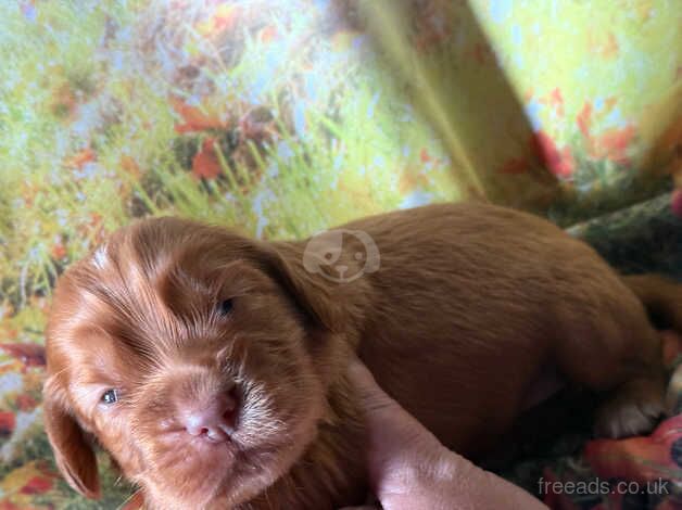 Kc cocker spaniel girls only 16 dna health tested clear for sale in Bradford, West Yorkshire - Image 2