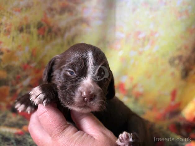 Kc cocker spaniel girls only 16 dna health tested clear for sale in Bradford, West Yorkshire - Image 5