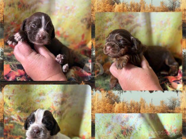 Kc cocker spaniel girls only 16 dna health tested clear for sale in Bradford, West Yorkshire