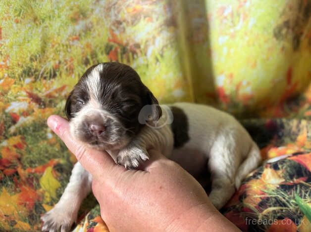 Kc cocker spaniel girls only 16 dna health tested clear for sale in Bradford, West Yorkshire - Image 3