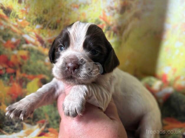 Kc cocker spaniel girls only 16 dna health tested clear for sale in Bradford, West Yorkshire - Image 4