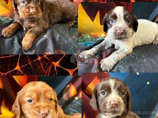 Kc cocker spaniel girls only 16 dna health tested clear for sale in Bradford, West Yorkshire