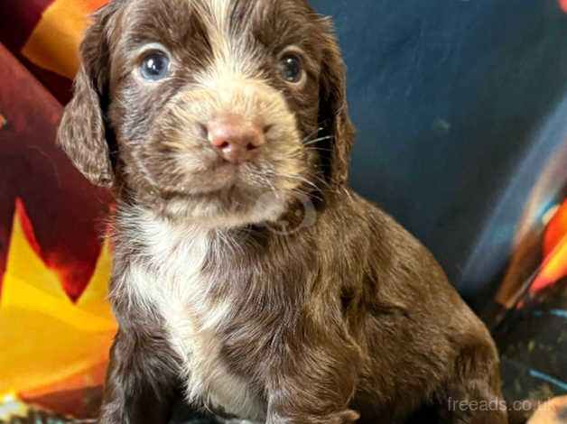 Kc cocker spaniel girls only 16 dna health tested clear for sale in Bradford, West Yorkshire - Image 4