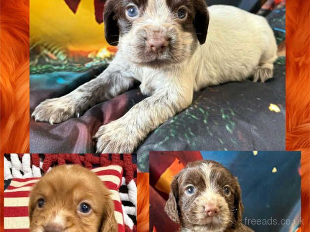 Kc cocker spaniel girls only 16 dna health tested clear for sale in Bradford, West Yorkshire