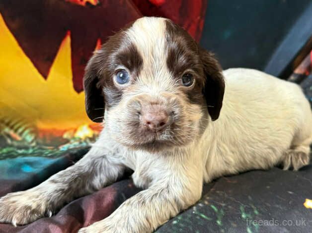 Kc cocker spaniel girls only 16 dna health tested clear for sale in Bradford, West Yorkshire - Image 3