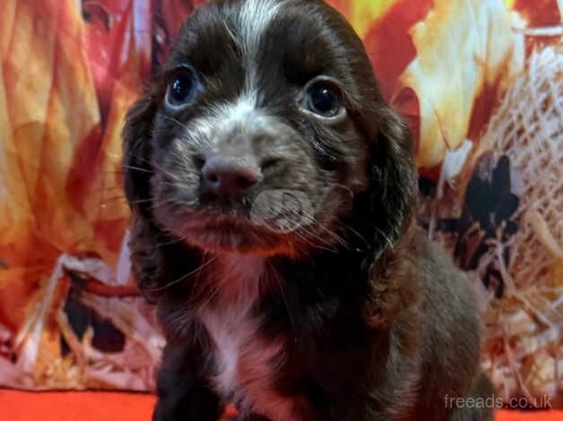 Kc cocker spaniel girls only 16 dna health tested clear for sale in Bradford, West Yorkshire - Image 5