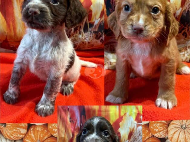 Kc cocker spaniel girls only 16 dna health tested clear for sale in Bradford, West Yorkshire