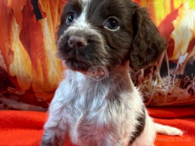 Kc cocker spaniel girls only 16 dna health tested clear for sale in Bradford, West Yorkshire - Image 4